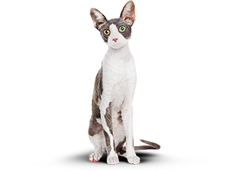 Кот Борис сейчас